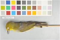 藏品(綠繡眼)的圖片